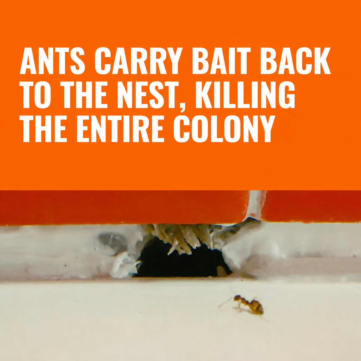 Ant Killer Bait Stations T300 - Liquid Bait to Eliminate Ants - Bait System - 6 Count Stations for Effective Indoor Ant Control